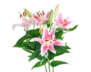 Japanese lily, Pink lily flowers, Lilium speciosum isolated on white background, with clipping path    