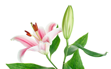 Fototapeta premium Japanese lily, Pink lily flowers, Lilium speciosum isolated on white background, with clipping path 