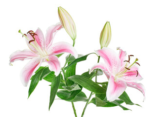 Japanese lily, Pink lily flowers, Lilium speciosum isolated on white background, with clipping path    