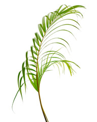 Yellow palm leaves or Golden cane palm, Areca palm leaves, Tropical foliage isolated on white...