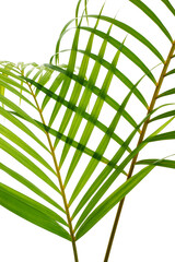Yellow palm leaves or Golden cane palm, Areca palm leaves, Tropical foliage isolated on white...