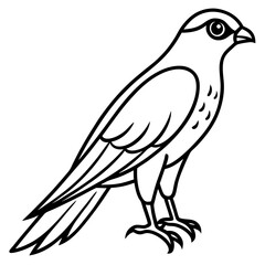 Sparrowhawk Vector Outline