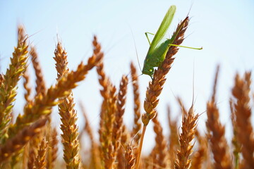 A grasshopper on wheat sprouts. Protection of crops from insects, locusts and diseases.
