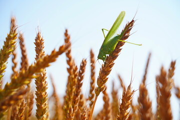A grasshopper on wheat sprouts. Protection of crops from insects, locusts and diseases.