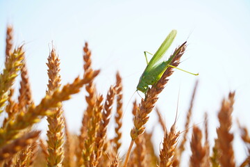 A grasshopper on wheat sprouts. Protection of crops from insects, locusts and diseases.