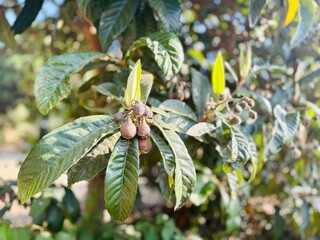 Rotten loquats hanging on the tree with pest damage.
