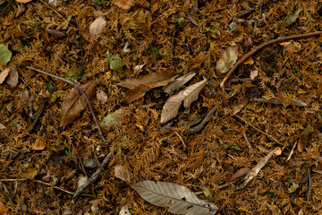 落ち葉が広がる森の中