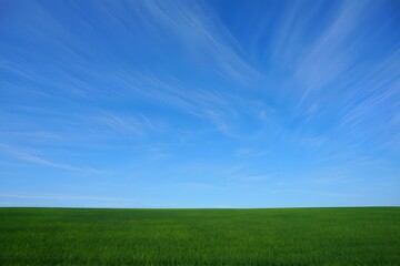 Fototapeta premium green field and blue sky