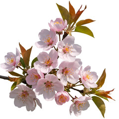 Delicate spring blossoms