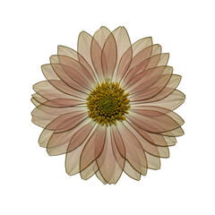 Detailed close-up of a light peach daisy