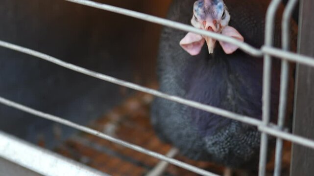 A common guinea fowl eats food in a cage