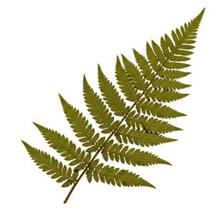 Detailed fern frond
