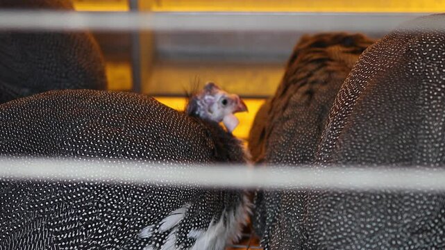 A common guinea fowl eats food in a cage