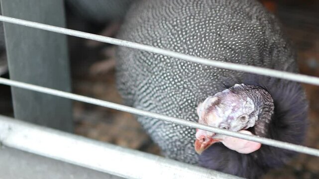 A common guinea fowl eats food in a cage