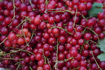Berries on a large plate on the table. Summer harvest.