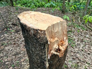 The base of a newly felled tree