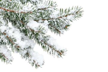 Snowy pine branches create a serene winter atmosphere in an isolated setting bringing nature's beauty close to view during the cold season