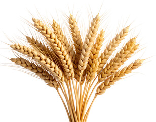 Fototapeta premium Cluster of Barley Plants with Curved Stems (2)