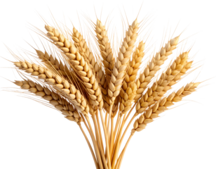 Cluster of Barley Plants with Curved Stems  (2)
