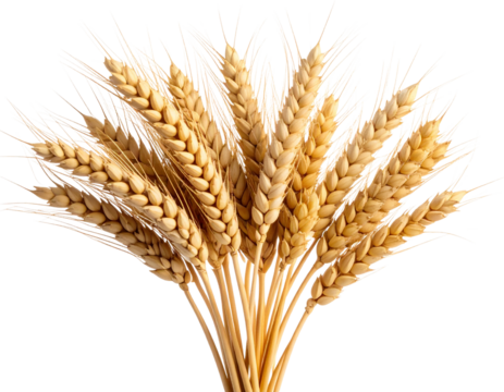 Cluster of Barley Plants with Curved Stems  (2)
