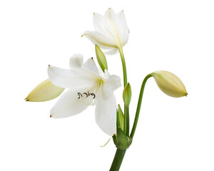 Obraz premium Crinum moorei flowers, Natal Lily, White Lily isolated on white background