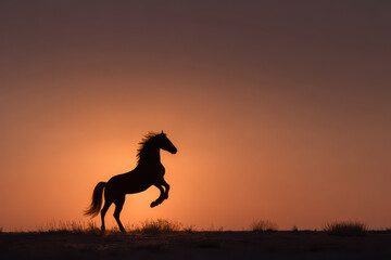 dynamic portrait of horse performing tricks captured in motion during sunset