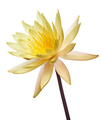 White water lily, Blooming water lily flower isolated on white background, with clipping path  