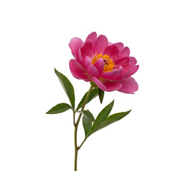 Vibrant pink peony
