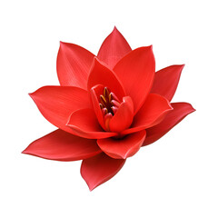 Vibrant red flower in close-up