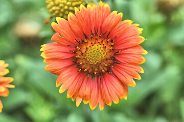 Blanket Flower Orange Red yellow