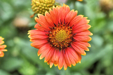 Blanket Flower Full Flower