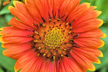 Blanket flower macro