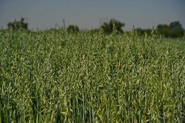 A large field of ripening oats. Summer harvest.