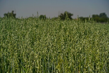 A large field of ripening oats. Summer harvest.