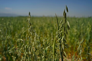 A large field of ripening oats. Summer harvest.