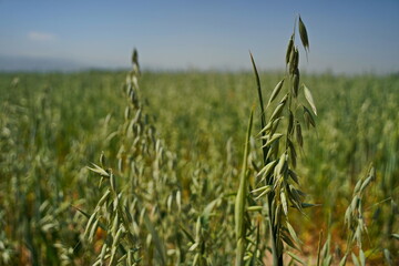A large field of ripening oats. Summer harvest.