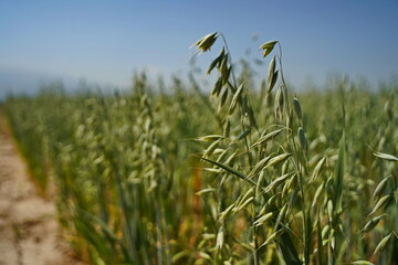 A large field of ripening oats. Summer harvest.