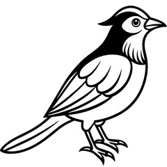 Weaver Bird Silhouette Vector Drawing