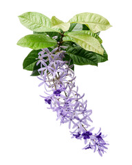 Violet Sandpaper Vine, Petrea Vine isolated on white background, with clipping path   