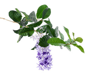 Violet Sandpaper Vine, Petrea Vine isolated on white background, with clipping path   