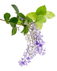 Violet Sandpaper Vine, Petrea Vine isolated on white background, with clipping path   