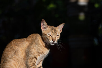 A beautiful portrait of a content tabby cat with its eyes closed, basking in the sun. The subject is isolated on a black background, creating a peaceful and serene mood.

