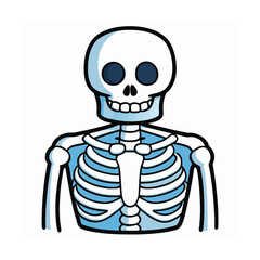 Anatomical human torso illustration with detailed skeletal structure on a clean white background