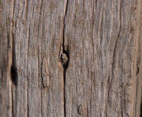 A macro shot of a small pebble wedged in a crack of old, weathered wood. A powerful abstract and...