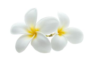 Beautiful white flowers with yellow accents arranged against a clean, white backdrop highlighting their pristine petals and natural elegance in a tranquil setting