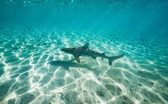 a juvenile black tip shark in Raja Ampat