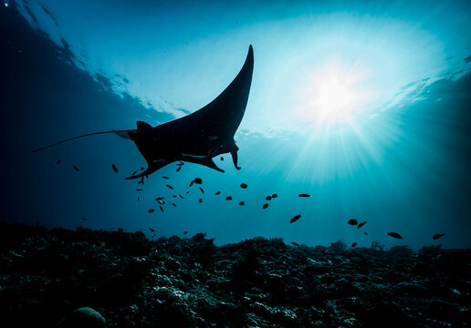 A oceanic Manta swimming graceful through the ocean at Raja Ampat