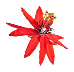 Passiflora coccinea, Red passion flower isolated on white background with clipping path  