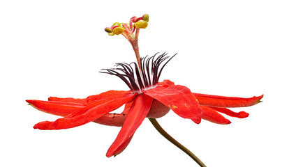 Passiflora coccinea, Red passion flower isolated on white background with clipping path  