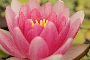 Fototapeta premium pink lotus flower